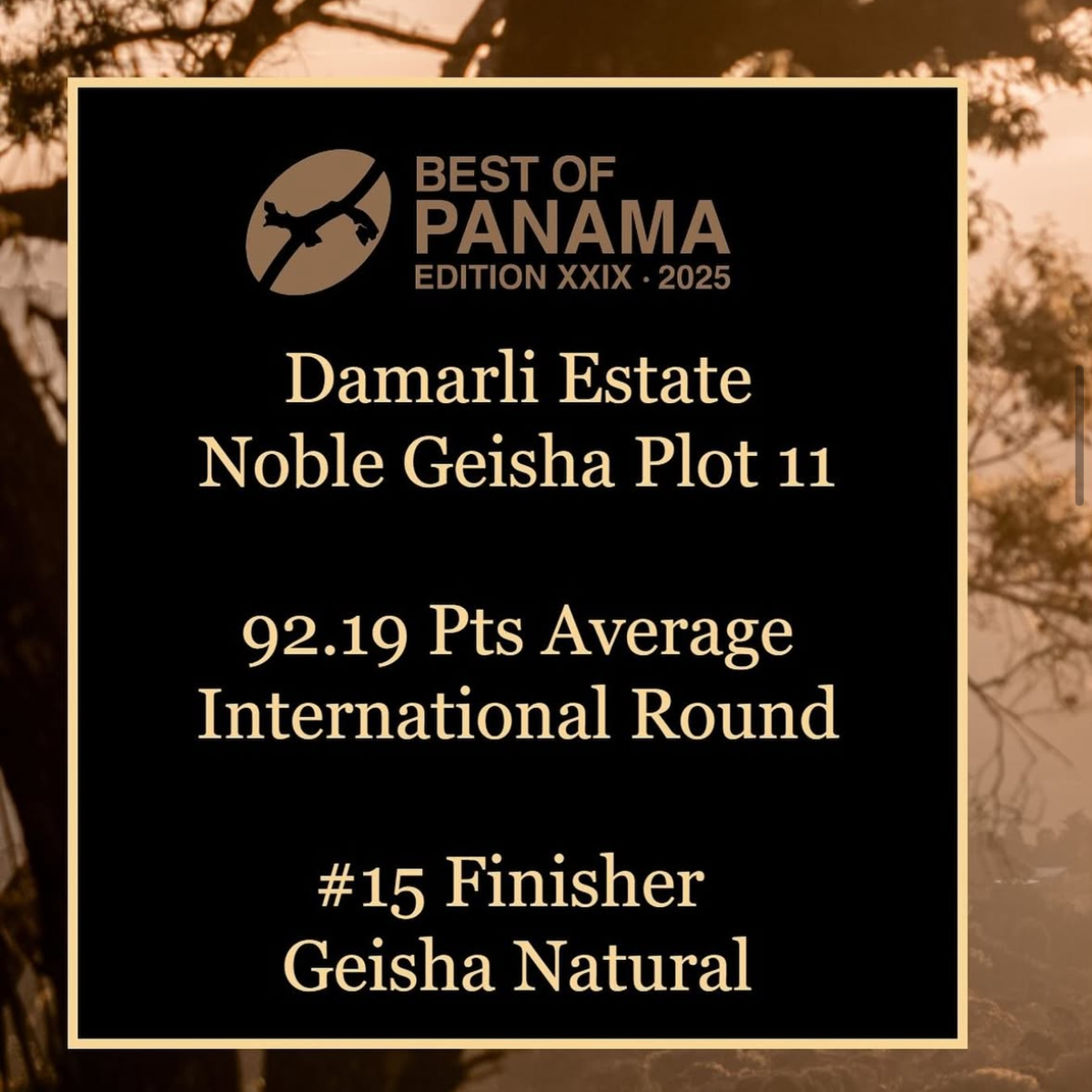 100% Geisha (Damarli Estate Plot 11)